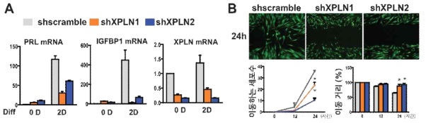 XPLN knockdown이 decidualization의 마커의 발현 (PRL, IGFBP1) (A) 및 migration (B)를 억제함
