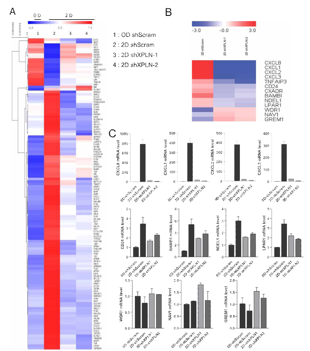 XPLN knockdown 자궁내막기질세포의 mRNA seq 결과 (A), migration 연관 유전자의 선정 (B), RT-PCR 검증결과(C)