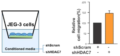 HDAC7 knockdown이 JEG-3 cell 의 migration을 증가시킴