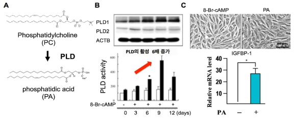 PLD의 작용 기전(A)과 decidualization에 PLD1과 PA의 역할 (B,C)