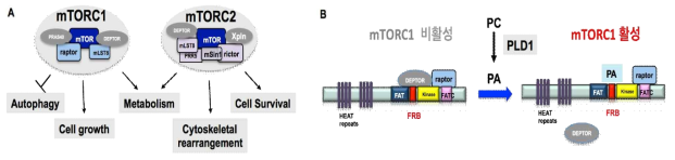 mTOR의 구성과 세포내 기능 (A) 과 PA에 의한 mTORC1활성기작