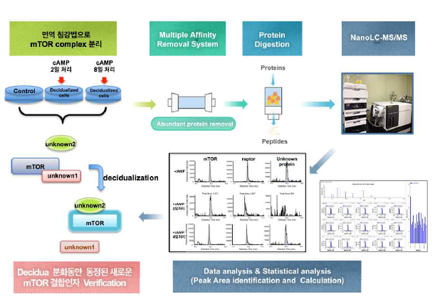 decidualization 동안 mTOR interactome분석 모식도