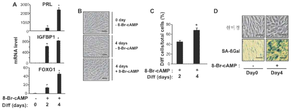 분화 측정 지표 마련 분화마커의 mRNA 발현(A), 세포모양의 변화 (B), 세포모양의 변화 정량화(C), β-galactosidase 염색(D)