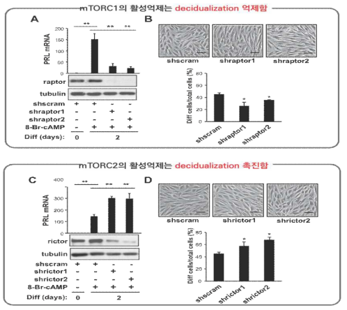 mTORC1과 mTORC2활성 변화가 decidualization에 미치는 영향