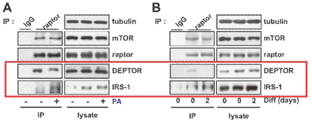 PA에 의한 mTOR complex의 변화와 그에 따른 IRS-1의 인산화 증가