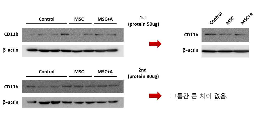 전뇌허혈 손상 모델에 apocynin 전처치 MSC 및 naive MSC를 투여했을 경우의 CD11b 발현