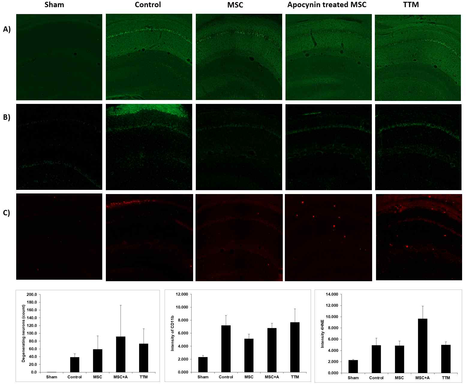 전뇌허혈 동물에서 중간엽줄기세포(MSC), apocynin 전처치 MSC 투여, 및 목표 체온조절치료(TTM)에 따른 A) fluoro jade C, B) CD11b, C) 4HNE 면역형광염색 결과