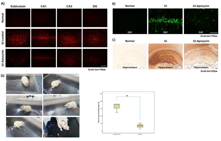 전뇌허혈 손상 후 apocynin 투여에 따른 A) oxidative injury (4HNE stain), B) microglial activation (CD11b stain), C) BBB leakage (IgG stain), 및 D) tape removal test 결과의 변화