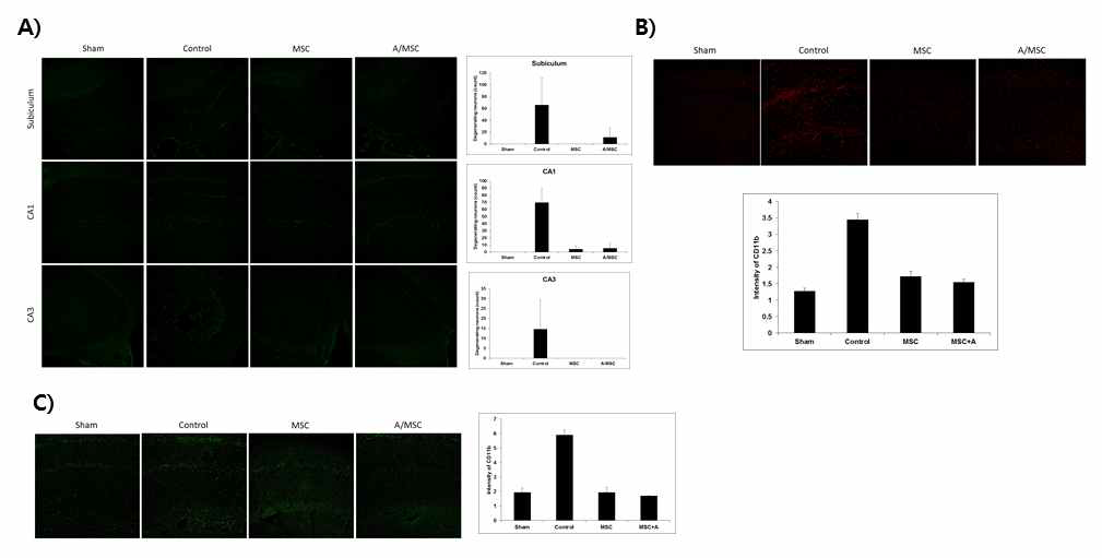 전뇌허혈 손상 모델에 apocynin 전처치 MSC 및 naive MSC를 투여했을 경우의 A) Fluoro-Jade C 염색 소견, B) 4HNE 면역염색 소견, C) CD11b 면역염색 소견