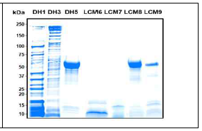 케피어 유래 유산균 (Lactobacillus kefiri DH (1,3,5) Leuconostoc mesenteroides DH (6,7,8,9)에서 분리한 s-layer protein의 SDS-PAGE 전기영동결과