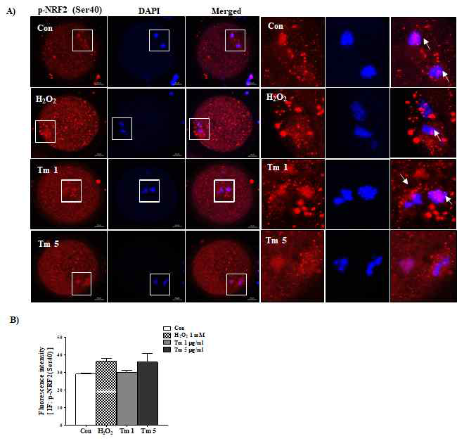 ER-stress 및 ROS 생성 유도 시, 돼지 난포란의 핵으로부터 활성화된 NRF2 검출