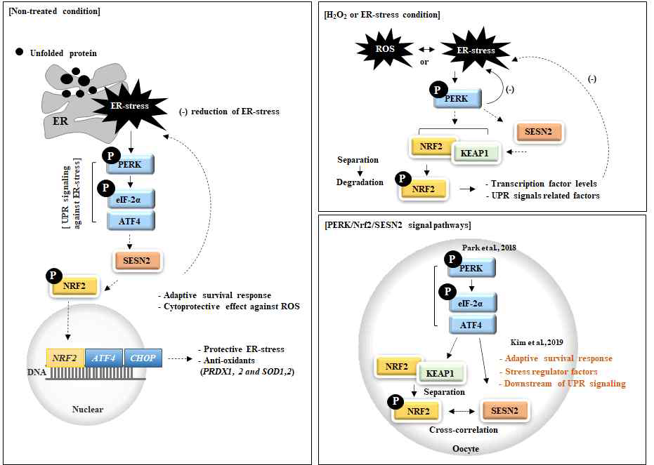 ER-stress 방어기작 PERK의 하위 신호 인자로써의 SESN2의 발현 및 NRF2의 활성화 입증
