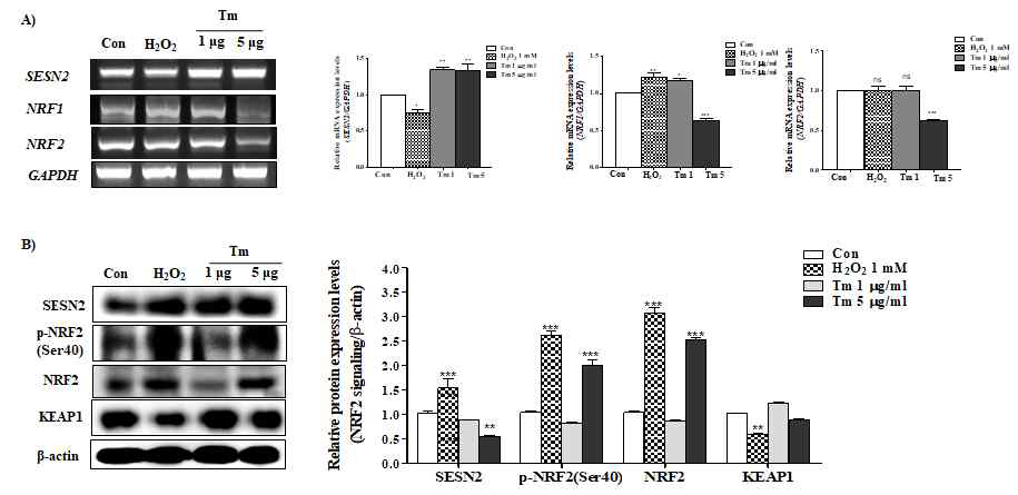 ER-stress 및 ROS 생성 유도 시, NRF2, SENS2의 신호 전달 활성화 규명