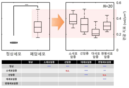 이형 타입의 편광지표 분포 비교 및 세포 구분의 통계적 유효성. ***: P-value0.01