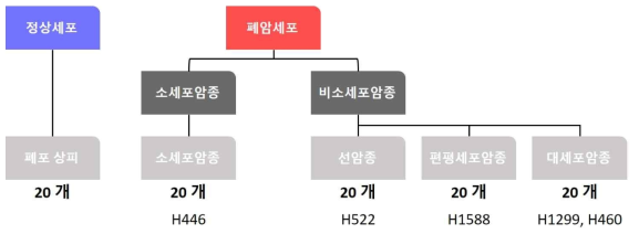 폐암 세포의 병리학적 분류 및 실험에 사용된 세포주의 이름 및 개체 수