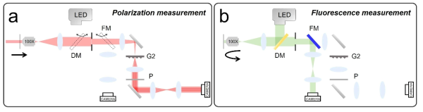 형광 영상 시스템의 추가 구성. (a) 편광 영상 측정. (b) 형광 영상 측정. DM: Dichroic beam splitter (색 선별 광 분배기, 탈착식), FM: Flip mirror (탈착식 거울), G2: 회절격자 (2-dimensional diffraction grating), P:편광자 (Polarizer)