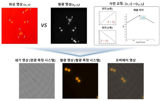 두 영상 (편광 반응 및 형광)의 비교를 위한 시스템 사전 교정