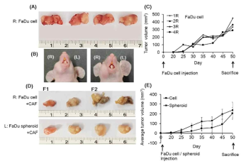 구강암 환자 조직에서 primary culture한 fibroblast 세포주 (F1 또는 F2)가 있을 때와 없을 때, 또는 FaDu 세포주를 2D 또는 3D로 배양하였을 때 각각 mouse xenograft tumor size 비교. (A) FaDu spheroid (직경 400㎛ 미만)를 96-well U-bottom ultra-low attachment plate 에서 제조함. FaDu monolayered cell (5 x 105) 및 50개의 FaDu spheroid (대략 5 x 105 cell)를 mouse 구강 점막의 오른쪽 및 왼쪽 볼에 각각 이식함. (B) 희생 전 mouse 볼에 생성된 종양 이미지. (C, E) Cel 또는 spheroid 이식 20 일 후, 캘리퍼를 사용하여 종양 크기를 측정함. (D) Primary fibroblast cell (5 x 105)을 FaDu 2D cell 세포 또는 spheroid와 함께 각각 mouse의 오른쪽 및 왼쪽 볼의 구강 점막에 이식 7 주 후 종양을 적출함. 각 그룹은 4 마리의 마우스로 구성됨