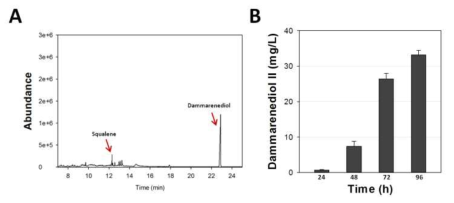 진세노사이드 대사효소에서 상위 3개 유전자인 ERG9, ERG1, DS의 중간대사체인 dammarenediol II의 PTS1와 truncated HMG1 (tHMG1)의 발현 및 oleic acid induction에 따른 peroxisome 증대 효과를 2L fermentation을 통해 GC/MS 정성/정량 분석 결과. (A, squalene과 dammarenediol II의 GC/MS 정성 분석 결과; B, CEN-tHE19Dp의 oleic acid induction에 따른 dammareneriol II의 발현 변화)