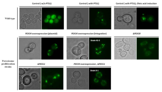 다양한 세포 소기관 대사 인자 Peroxin들의 조절을 통한 peroxisome copy 수 및 size의 조절