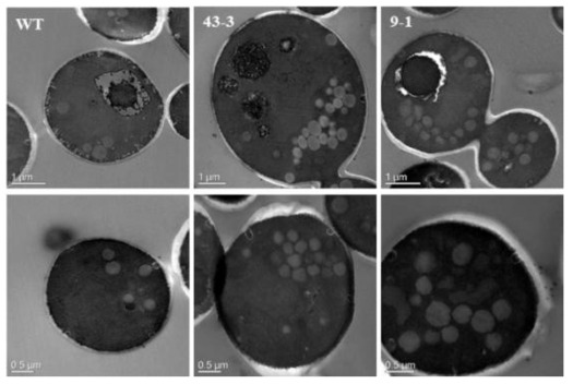 TEM 분석을 통해 확인한 세포 소기관 대사 조절을 통해 개발된 strain 43-3 및 strain 9-1의 peroxisome copy 수 및 size 변화