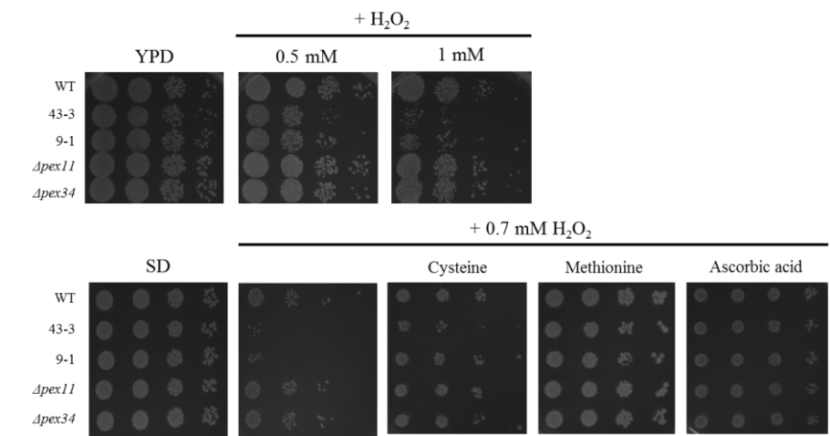 Oxidative stress에 따른 야생형 및 peroxisome 조절 효모의 세포성장 변화