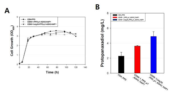 HAP1 및 ADH2 과발현에 따른 세포소기관 조절 효모의 성장속도 변화 및 protopanaxadiol의 생산량 변화 (A, 야생형과 ADH2 와 HAP1 동시 과발현 효모 성장 속도; B, PPD의 생산량 변화)
