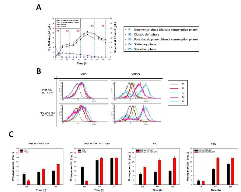 Oleic acid 유무에 따른 PPD-AA3-POT1-GFP 및 PPD-AA3-PX1-POT1-GFP 균주의 퍼록시좀 변화 및 PPD 생산량 비교. (A, 구축된 각 효모들의 세포성장 속도 및 carbon source 소모 변화; B. FACS로 관찰한 각 효모들의 퍼록시좀의 변화; C, 각 효모들의 Oleic acid 유무에 따른 PPD 생산량 변화)