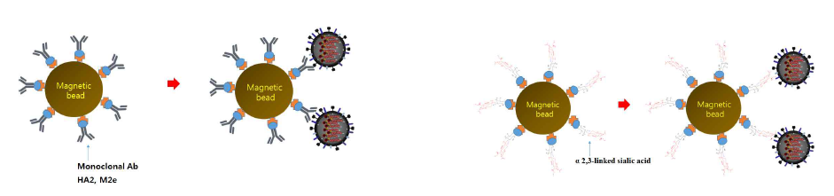 특이 자성입자 후보물질에 의한 바이러스 Capture 예상 모식도