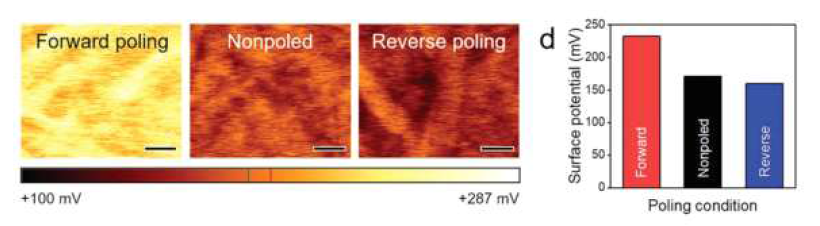 Poling 방향에 따라 달라지는 표면 potential