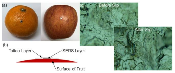(a) 귤과 사과에 부착된 타투 타입 SERS 기판. (b) 과일에 부착된 타투 타입 SERS 기판의 단면 개략도. (c) 외력 전후의 기판 변화