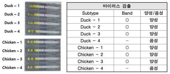 다양한 titer의 고병원성 조류 인플루엔자 분변 샘플 검출 및 고/저병원성 감별