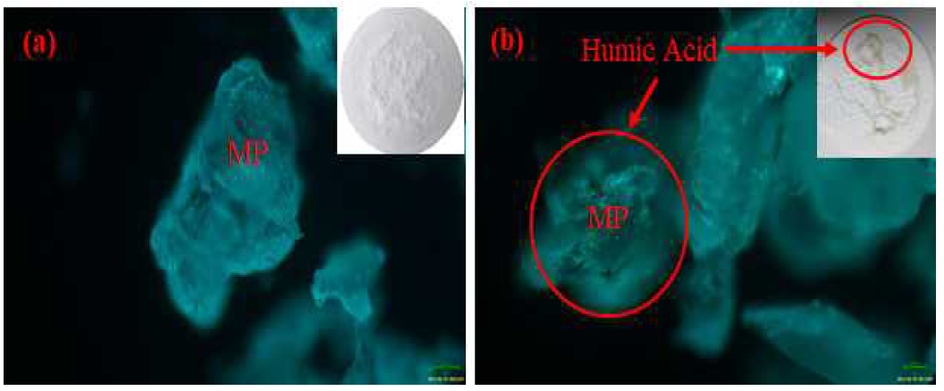 Formation of MP+humic acid