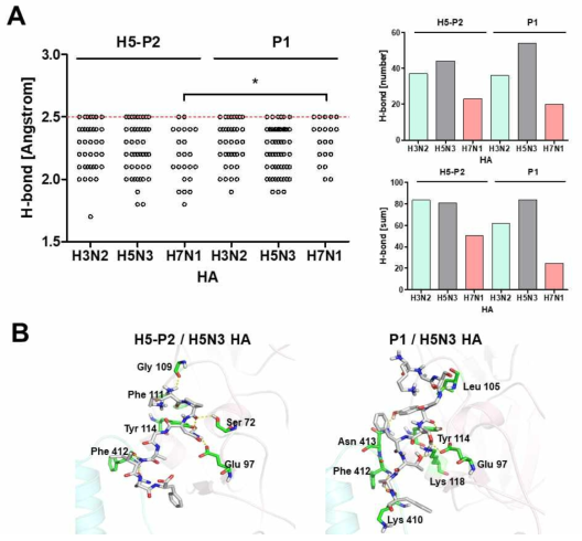 P1 과 H5-P2 펩타이드의 수소 결합력 예측 결과. 수소결합간 거리와 총합 (A). 수소 결합 위치의 아미노산 (B)