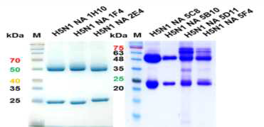 Monoclonal antibodies for H5N1 NA specific of SDS-PAGE gel