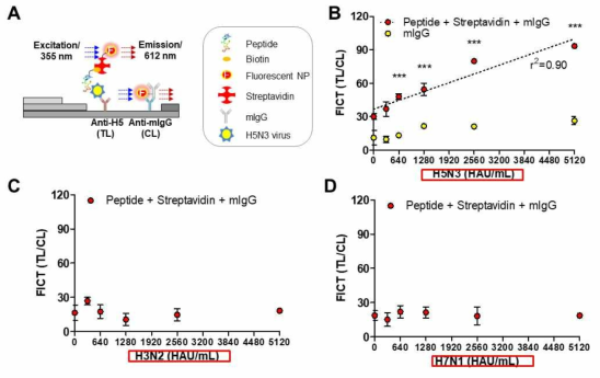 펩타이드를 biotinylation 시키고 streptavidin과 형광체와 축합한 축합체(A)를 항체가 점적된 진단스트립에 바이러스 검출용으로 사용한 결과 H5아형 특이성이 유지되었음