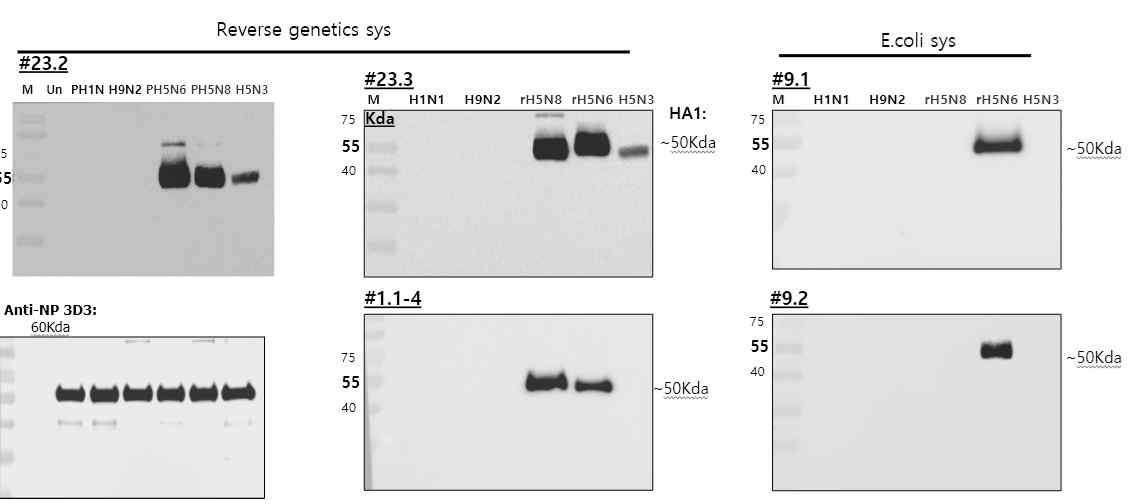 바이러스 항원 유래 항체와 대장균 발현 항원 유래의 항체에 대해 각 바이러스를 western blot으로 확인한 결과 양성으로 확인됨