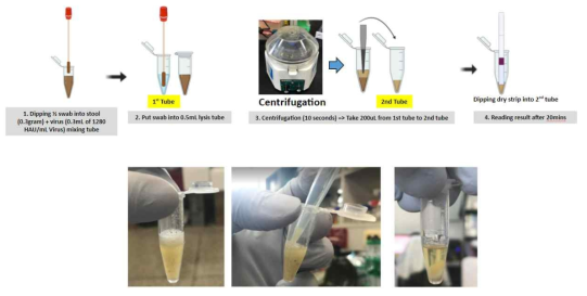 분변에 있는 바이러스를 현장에서 검출하는 방법을 고안하였음. 분변에 있는 바이러스를 현장에서 검출하는 방법을 고안하였음. 분변을 10초간 미니 원심분리기로 돌린뒤 상층액만 반응을 시킴
