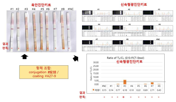 conjugation #G10 / coating #A27-9 조합의 육안 진단키트는 감염후 2일 후 분변에서 모두 음성이었고, 신속형광진단키트는 8개중에서 단 1개만 양성이었음