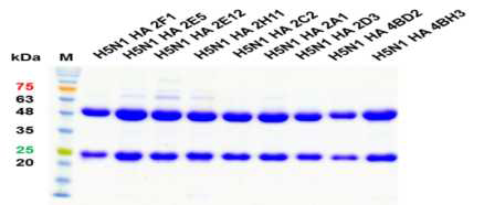 Monoclonal antibodies for H5N1 HA specific of SDS-PAGE gel