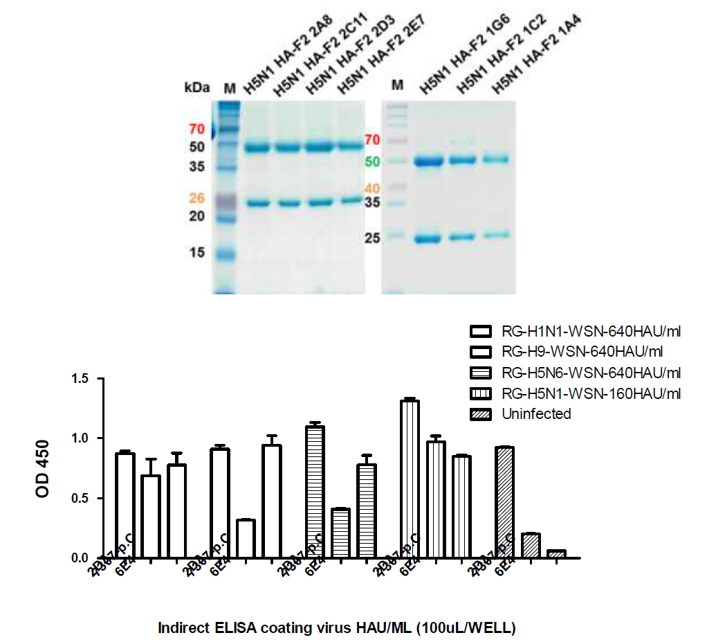 Monoclonal antibodies for H5N1 HA-F2 specific of SDS-PAGE gel