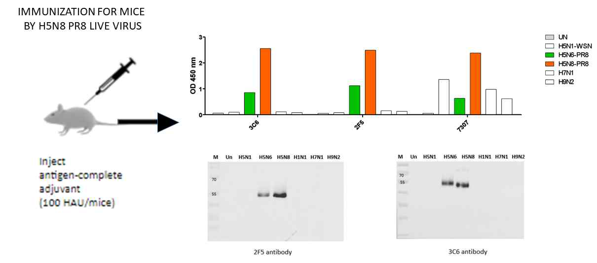 역전사 H5N8 인플루엔자 바이러스법을 활용한 진단 항원 개발하여 마우스 면역한 결과 2F5, 3C6 두 개의 단세포군 항체 확보