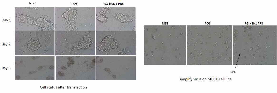 H5N1 역전사 바이러스 생성