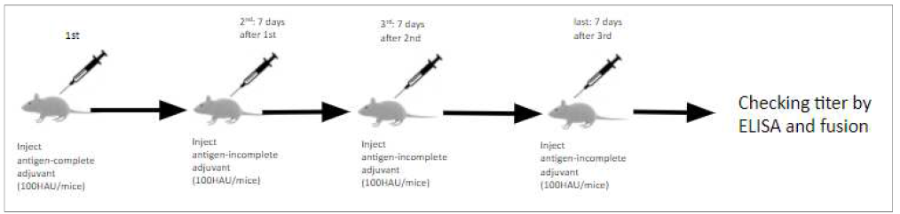 H5N1 역전사 바이러스를 이용한 단세포군 항체 개발