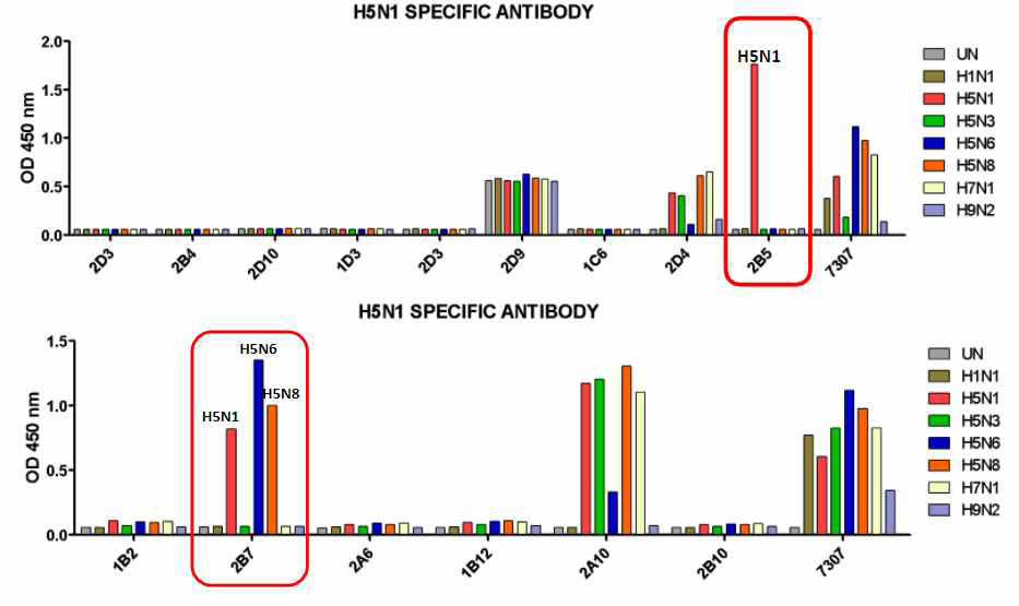 H5 특이 단세포군 항체들의 바이러스 반응성 (ELISA)