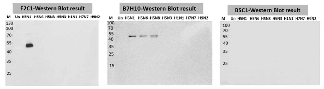 H5 특이 단세포군 항체들의 바이러스 반응성 (Western blot)