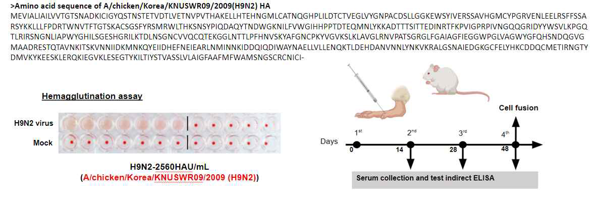 H9N2 바이러스을 마우스에 접종하여 항체 개발 시작