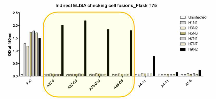 H9N2 바이러스 특이 단세포군 항체의 바이러스에대한 특이성 검증 (ELISA)