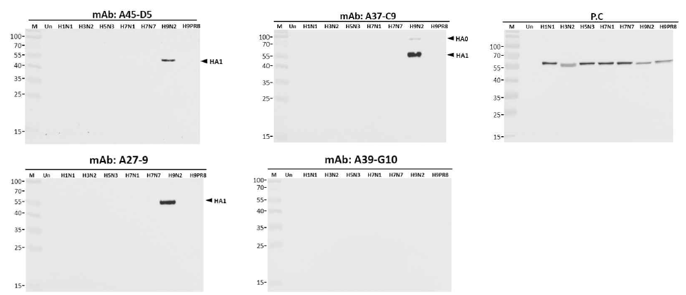 H9N2 바이러스 특이 항체의 바이러스의 HA에 대한 특이성 검증 (Western blot)