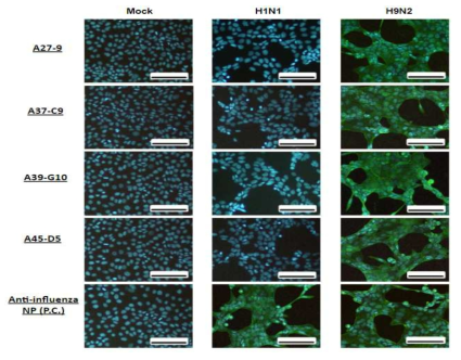 H9N2 바이러스 특이 항체의 세포 감염된 바이러스에 대한 인식을 확인되었음 (파란색: DAPI, 녹색: HA)